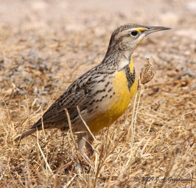 Western Meadowlark