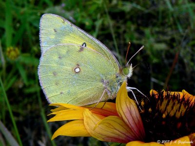 Orange Sulphur (Colias eurytheme)