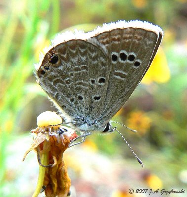 Reakirt's Blue (Hemiargus isola)