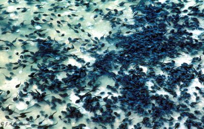 1,000 spadefoot tadpoles