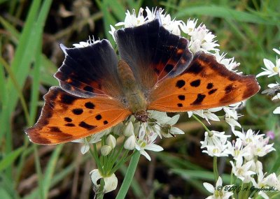 Question Mark (Polygonia interrogationis)