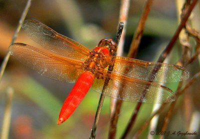 Neon Skimmer (Libellula croceipennis)