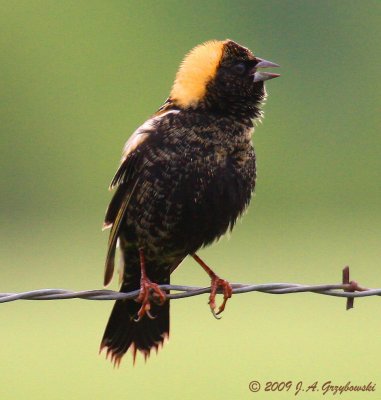 Bobolink