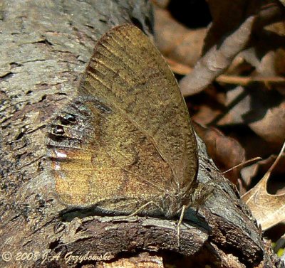 Gemmed Satyr (Cyllopsis gemma)