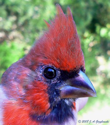 Northern Cardinal -- young male