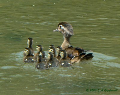 Wood Duck family