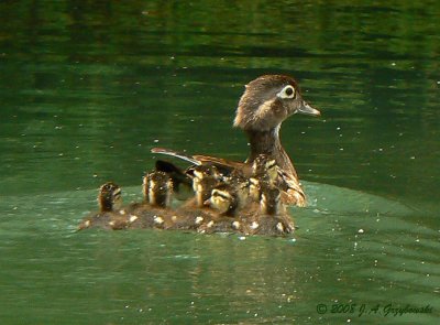 Wood Duck family