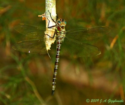 Swamp Darner (Epiaeschna heros)