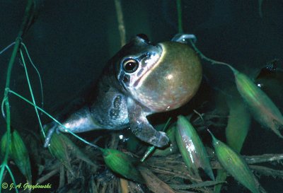 Strecker's Chorus Frog (Pseudacris streckeri)