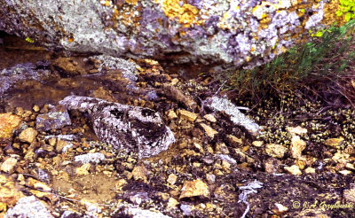 Study in camouflage--Common Poorwill