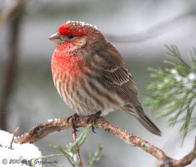 snow-capped House Finch