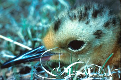 Long-billed Curlew chick