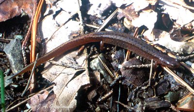 Many-ribbed Salamander (Eurycea multiplicata)