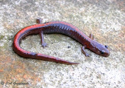 Ozark Zigzag Salamander (Plethodon dorsalis angusticlavius)