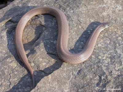 W. Smooth Earth Snake  (Virginia valeriae elegans)