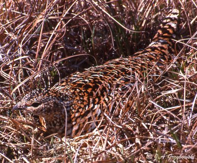 Rock Ptarmigan