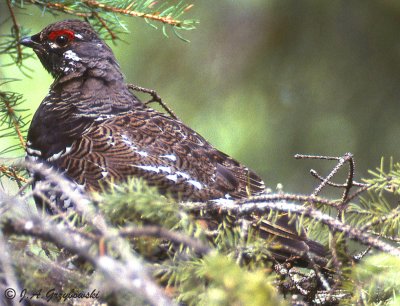 Spruce Grouse