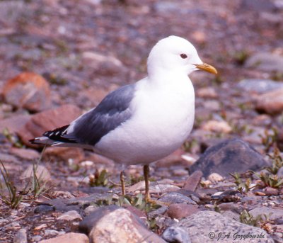 Short-billed Gull (adult, breeding)