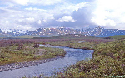 view in Denali National Park