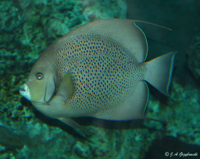 Gray Anglefish (Pomacanthus arcuatus)