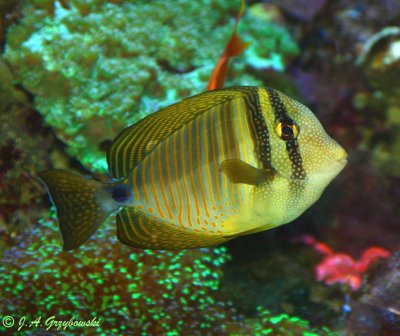 Red Sea Sailfin Tang (Zebrasoma desjardinii)