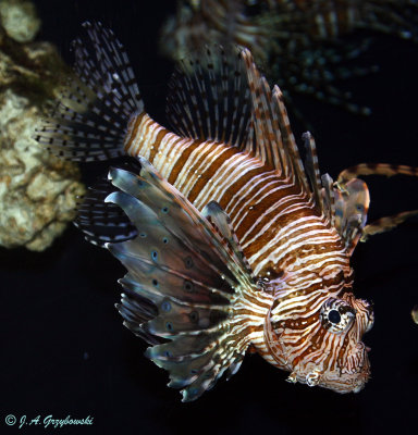 Lionfish  (Pterois volitans)