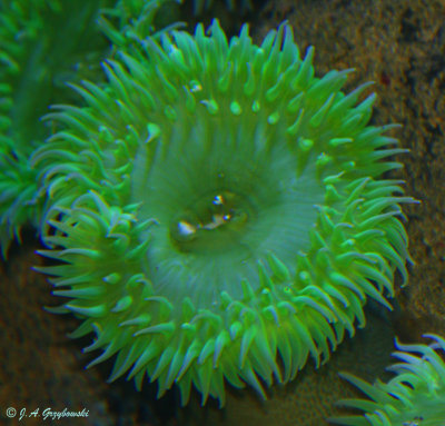 Green Anemone (Anthopleura [possibly] xanthogrammica)