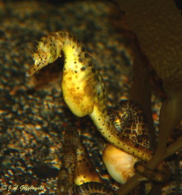 Potbelly Seahorse (Hippocampus abdominalis)