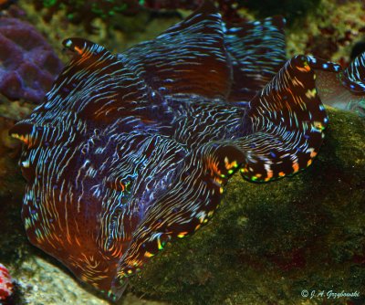 colorful clam