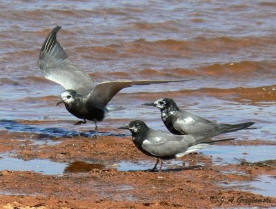 Black Terns