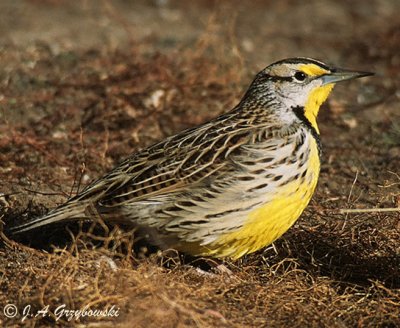 Eastern Meadowlark