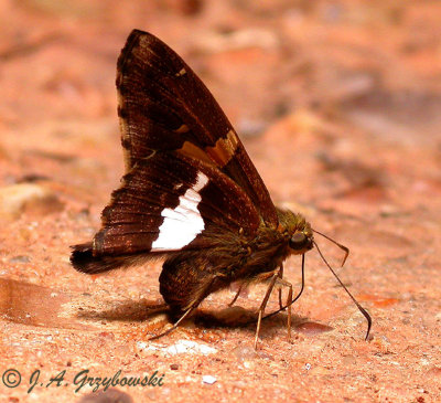 Silver-spotted Skipper (Epargyreus clarus)