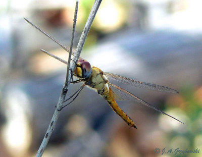 Wandering Glider  (Pantala flavescens)