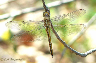 Wandering Glider  (Pantala flavescens)