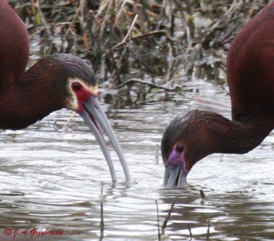 White-faced Ibis and hybrid