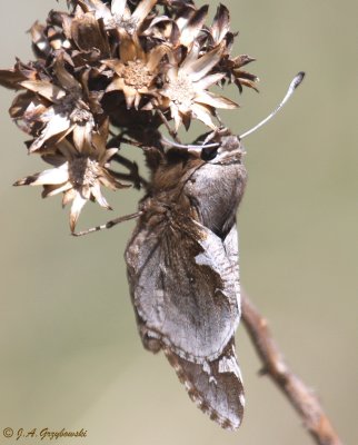 Yucca Giant-Skipper (Megathymus yuccae)