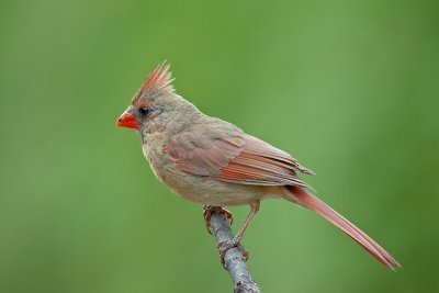 Cardinal femelle, St-Bruno