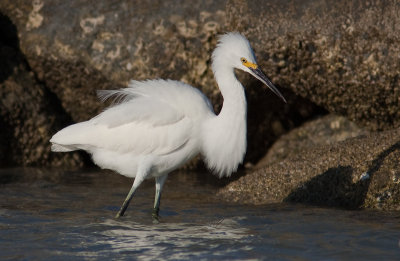 Aigrette neigeuse