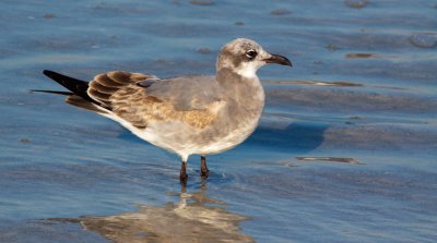 Mouette-artricille