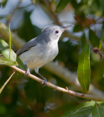 Gobemoucheron gris-bleu