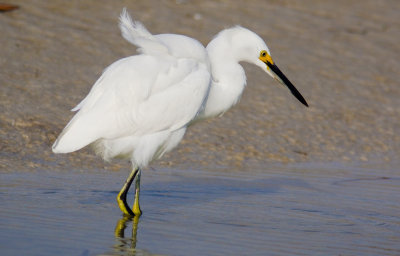 Aigrette neigeuse