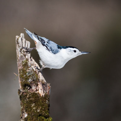 Sittelle  poitrine blanche,  Acton vale, QC