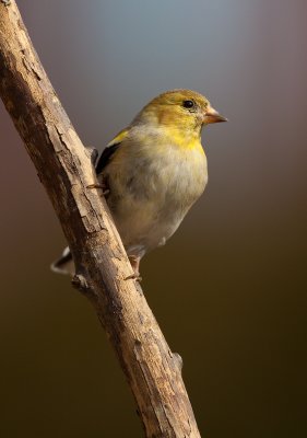 Chardonneret jaune,  St-Bruno