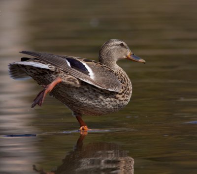 Canard colvert  femelle,  Laval des rapides