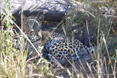 Leopard and its cub near Sandibe Lodge: DSC_0259.JPG