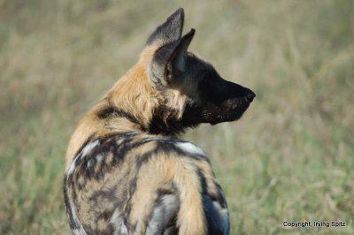 African wild dog: DSC_0186.JPG