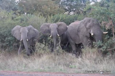 Elephants in the park