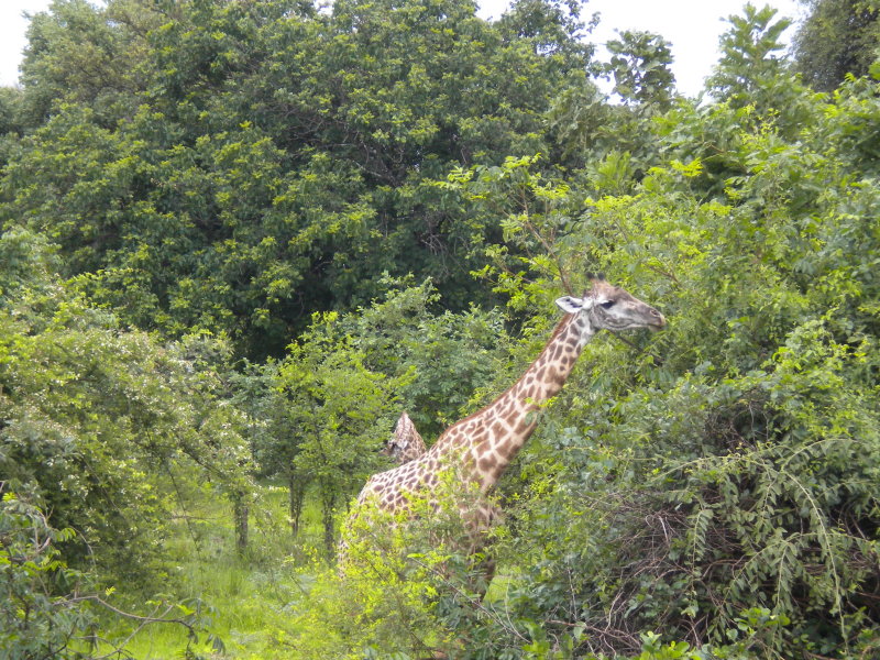 Giraffe having their Christmas breakfast.jpg