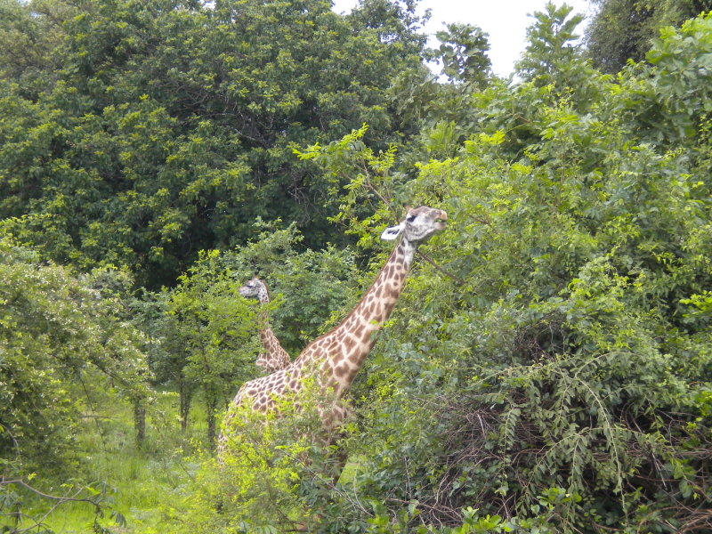 Giraffe having their Christmas breakfast 2.jpg