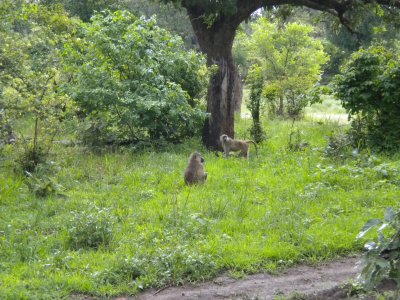 Baboon breakfast time.jpg